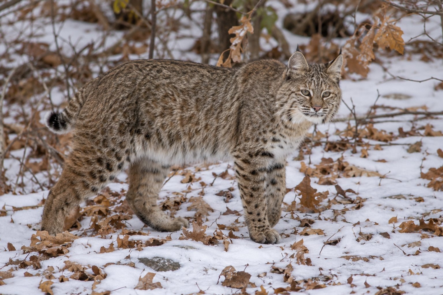 A bobcat standing among fallen leaves and light snow