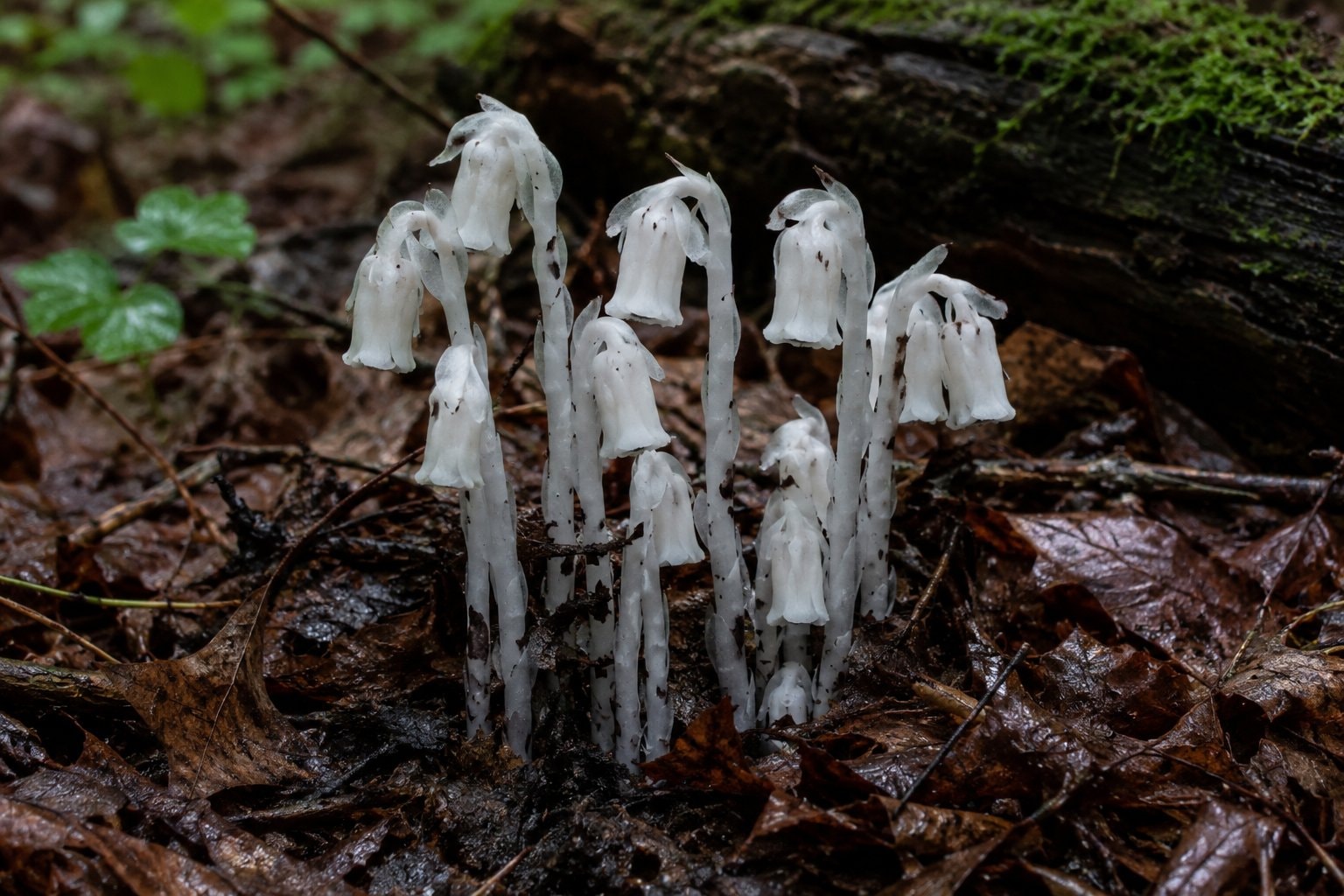 White nodding flowers rising through dark leaf litter
