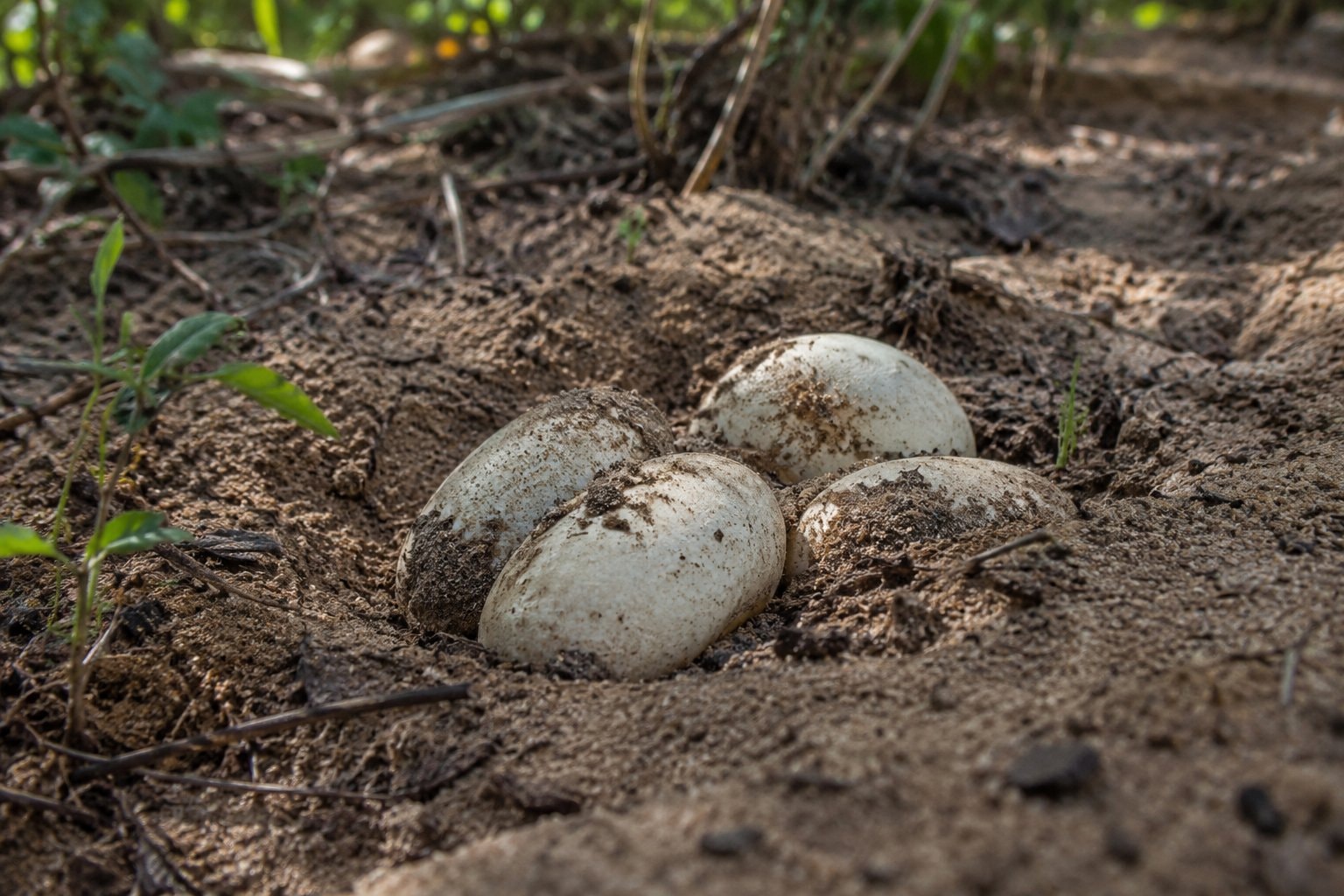 Pale leathery eggs partly covered by sand