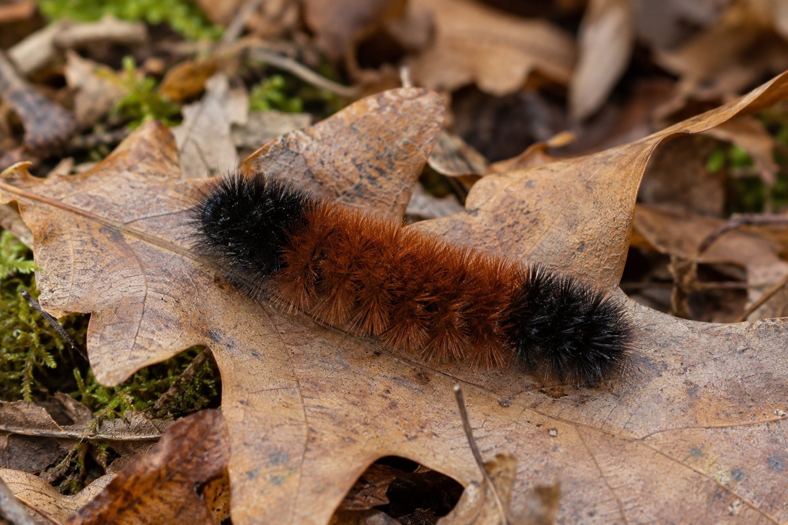 A brown and black woolly bear caterpillar on a fallen leaf